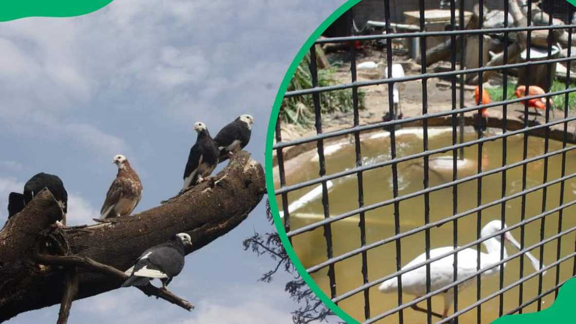 aquarium in Johannesburg aquarium in Johannesburg