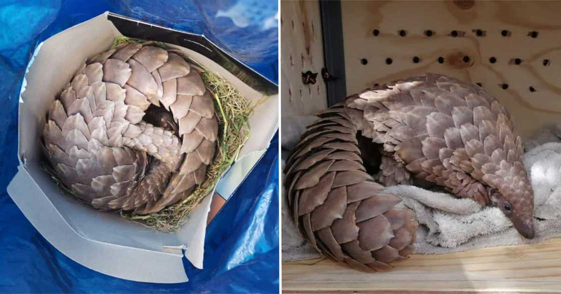Smugglers, crime, SAPS, wildlife, pangolin, R250 000 Smugglers, crime, SAPS, wildlife, pangolin, R250 000
