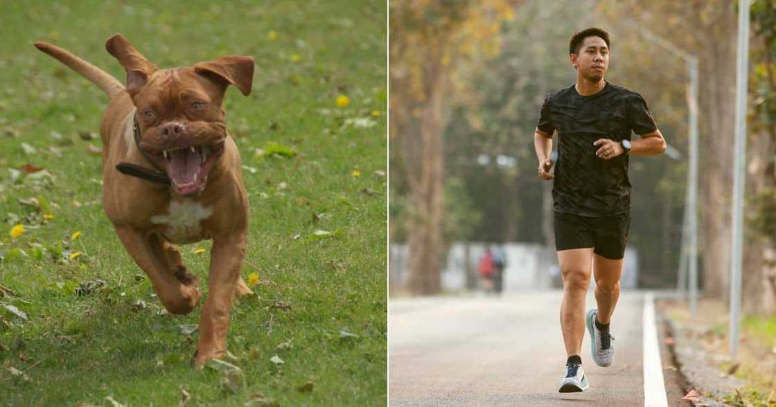 Pitbull running, man jogging