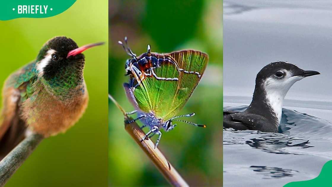 Animals that start with X Animals that start with X