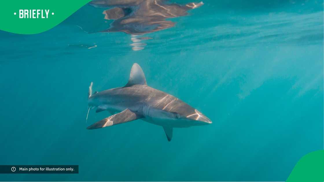 A bronze whaler shark swimming close to the surface.