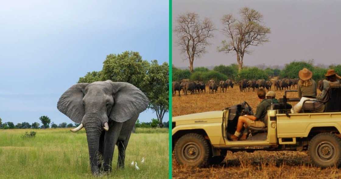 A TikTok video captured an elephant attacking a safari car with passengers. A TikTok video captured an elephant attacking a safari car with passengers.