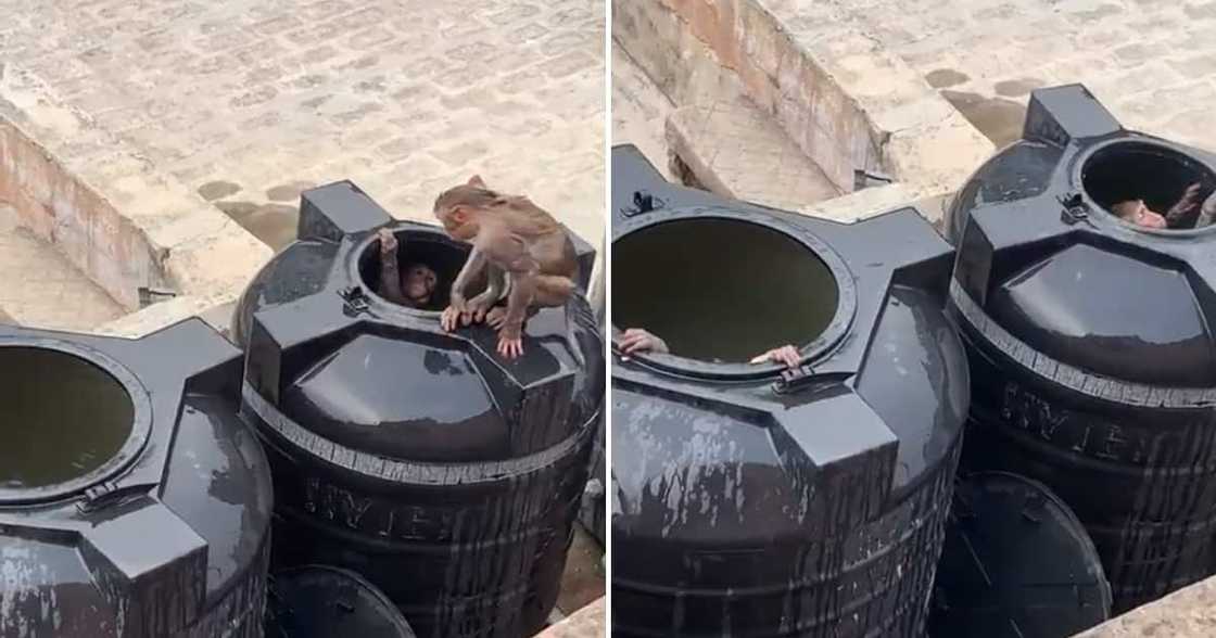 Monkeys swimming in water tanks Monkeys swimming in water tanks