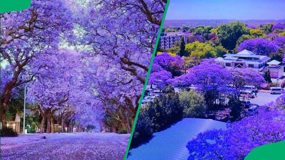 Purple Jacaranda flowers in Pretoria Purple Jacaranda flowers in Pretoria