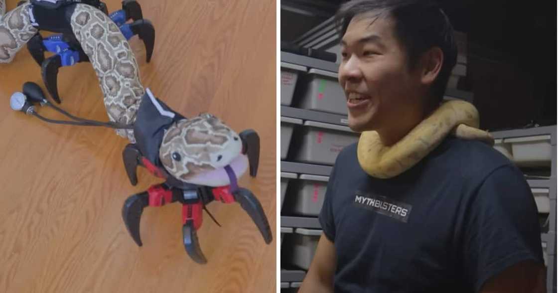 A techie decided to build robotic legs for a snake A techie decided to build robotic legs for a snake
