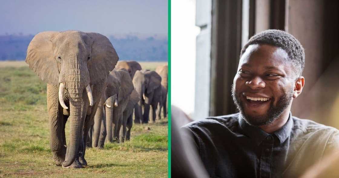 Elephants escaped the Kruger National Park and were later found Elephants escaped the Kruger National Park and were later found