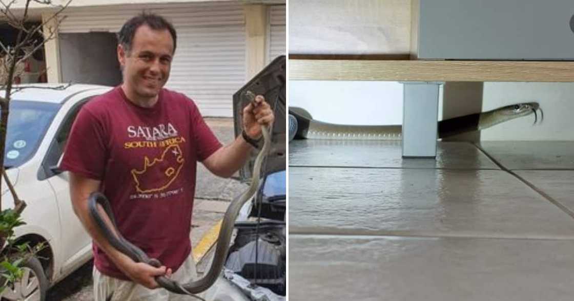 Nick Evans and the huge black mamba Nick Evans and the huge black mamba