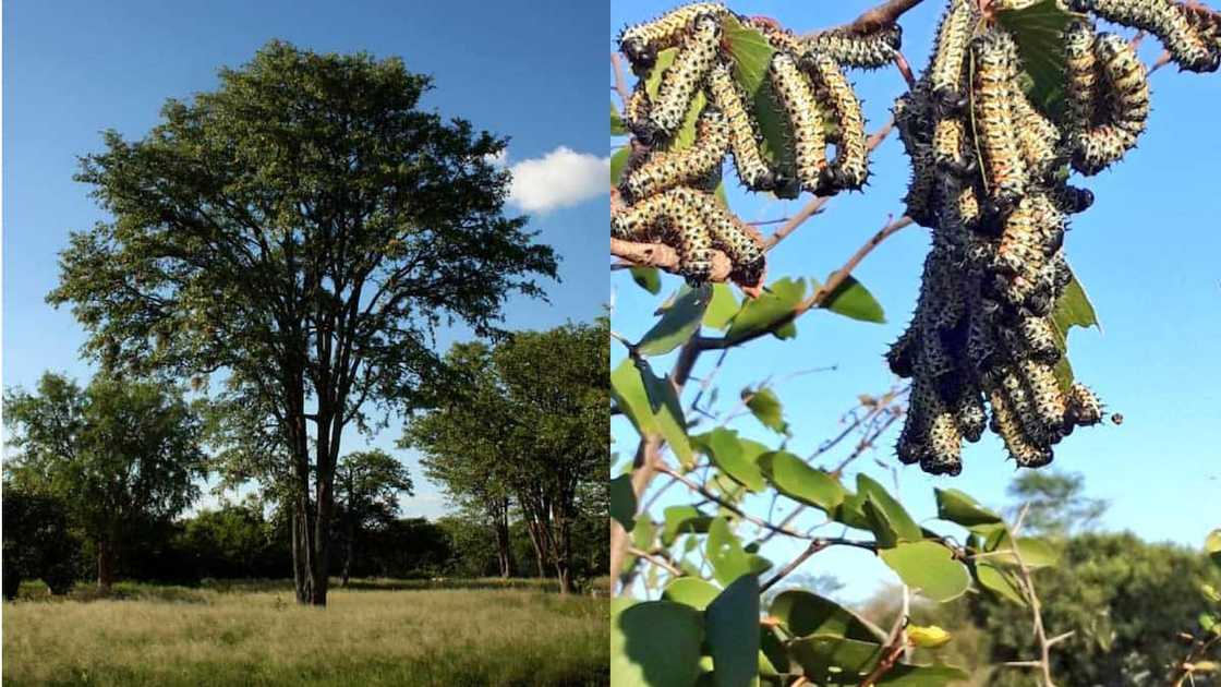 Native trees of South Africa