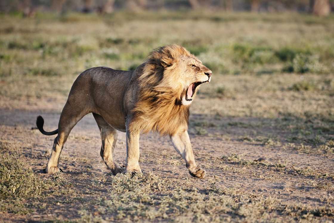 Lion scares cameraman Lion scares cameraman