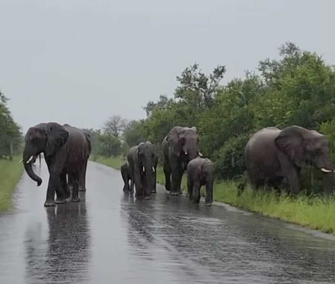 A herd of elephants was filmed on a road at Kruger National Park. A herd of elephants was filmed on a road at Kruger National Park.