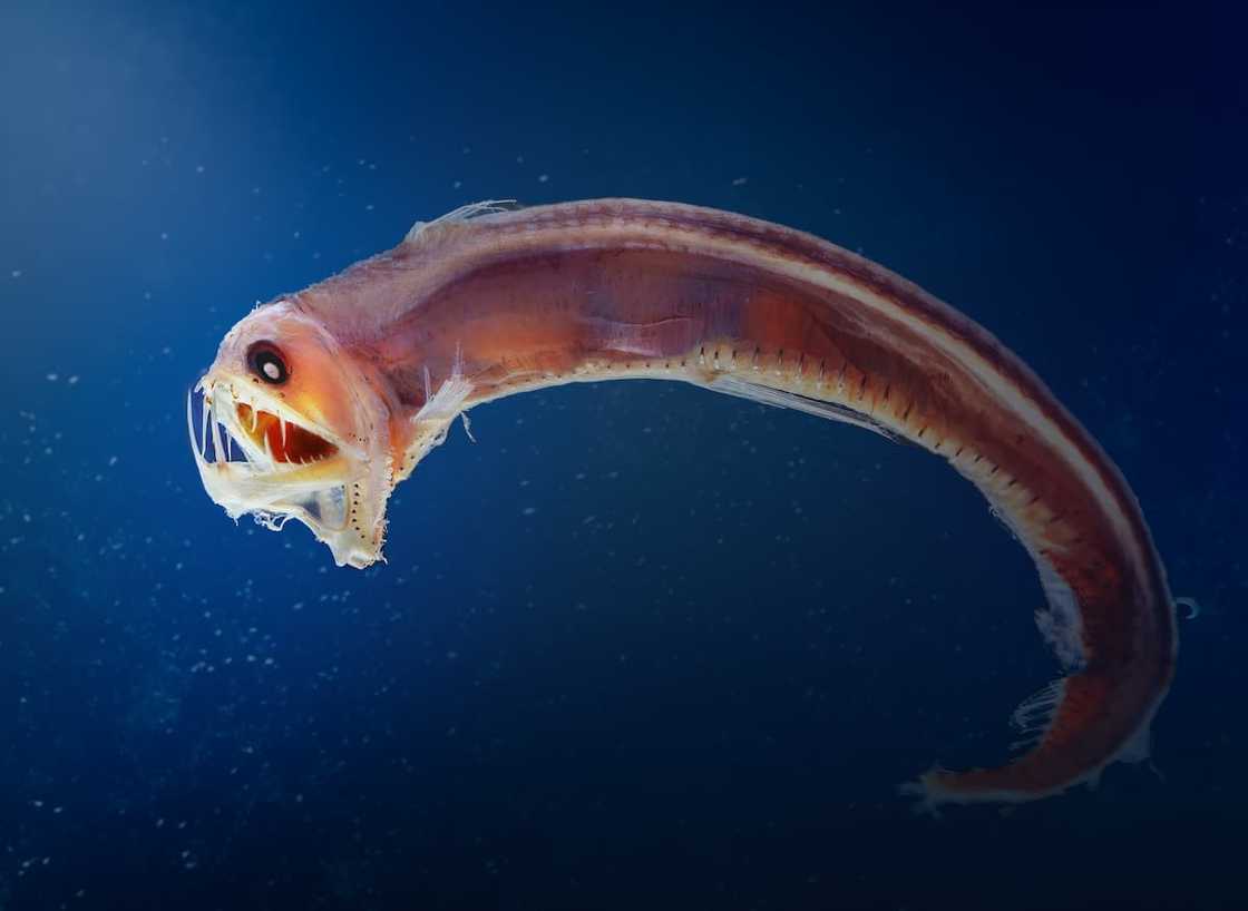 Viperfish in the deep ocean Viperfish in the deep ocean