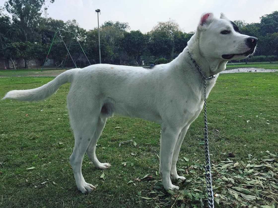 most dangerous dog most dangerous dog