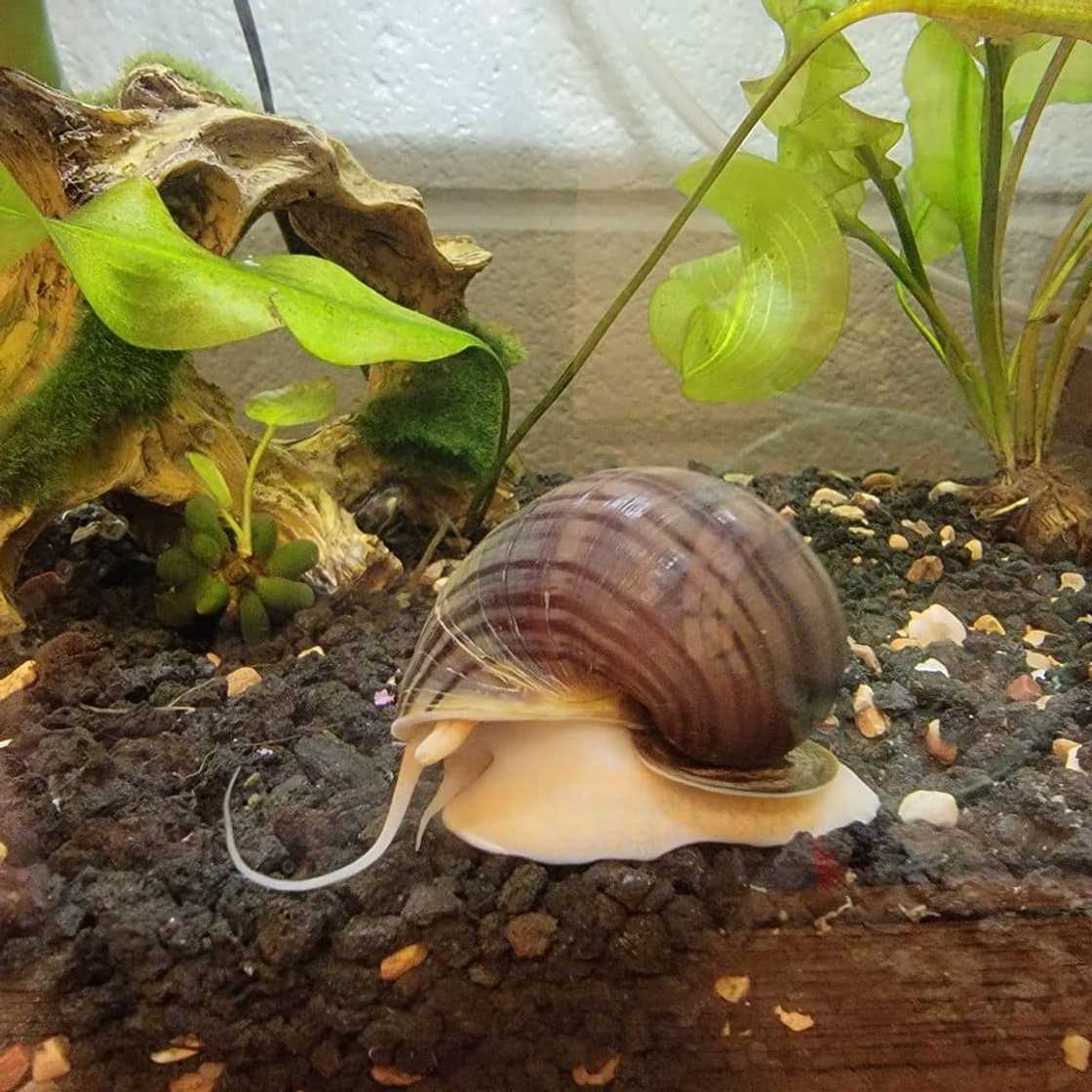 World's most dangerous animals in the world | Top 25 list World's most dangerous animals in the world | Top 25 list