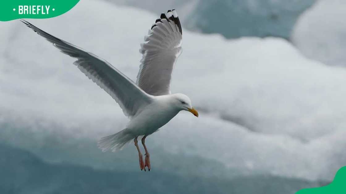 Iceland gull flying over the sea