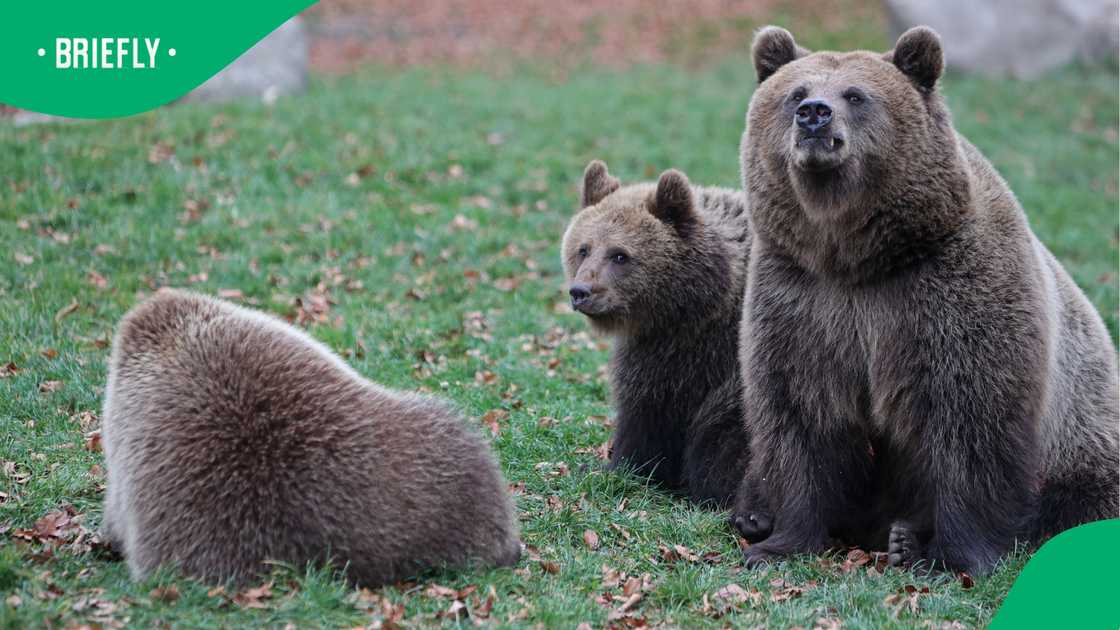 Viral mama bear encounter sparks debate after tourist gets too close to wildlife Viral mama bear encounter sparks debate after tourist gets too close to wildlife