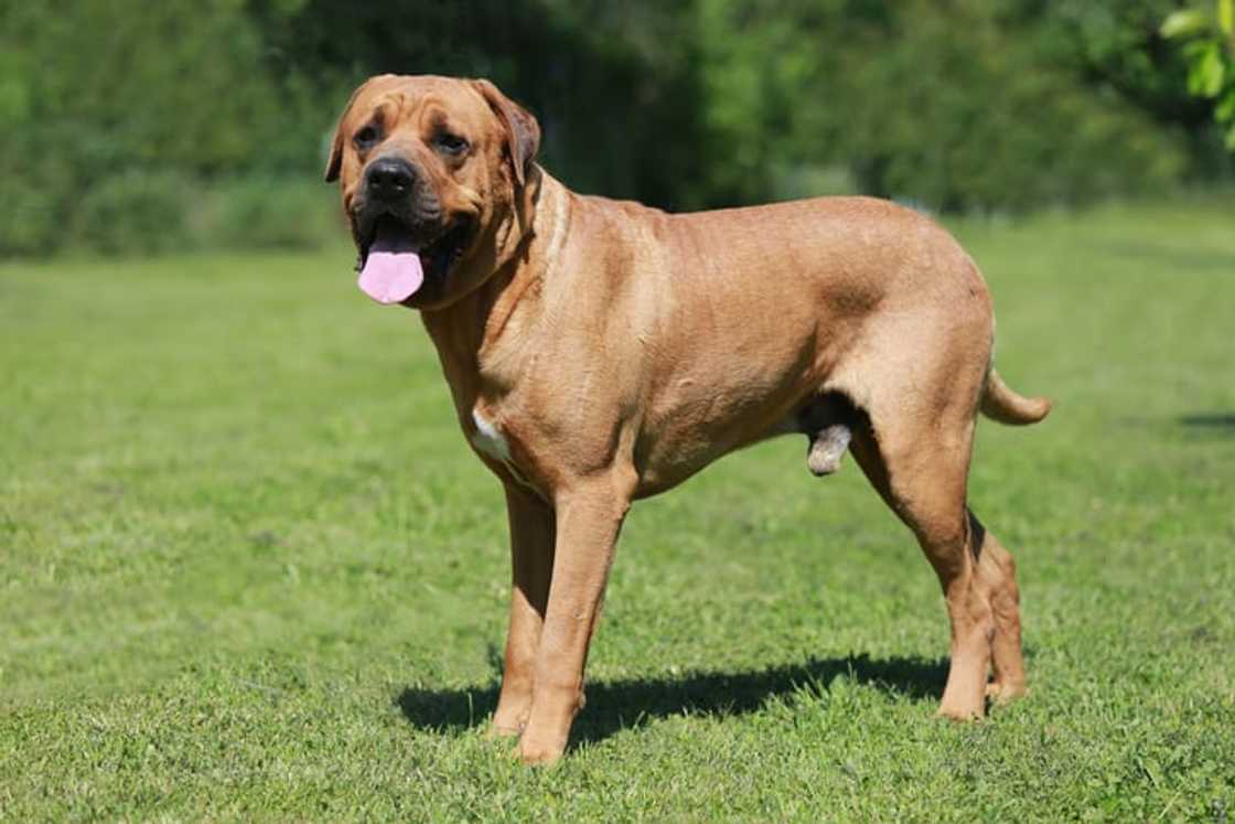 Are Dobermans banned anywhere Are Dobermans banned anywhere