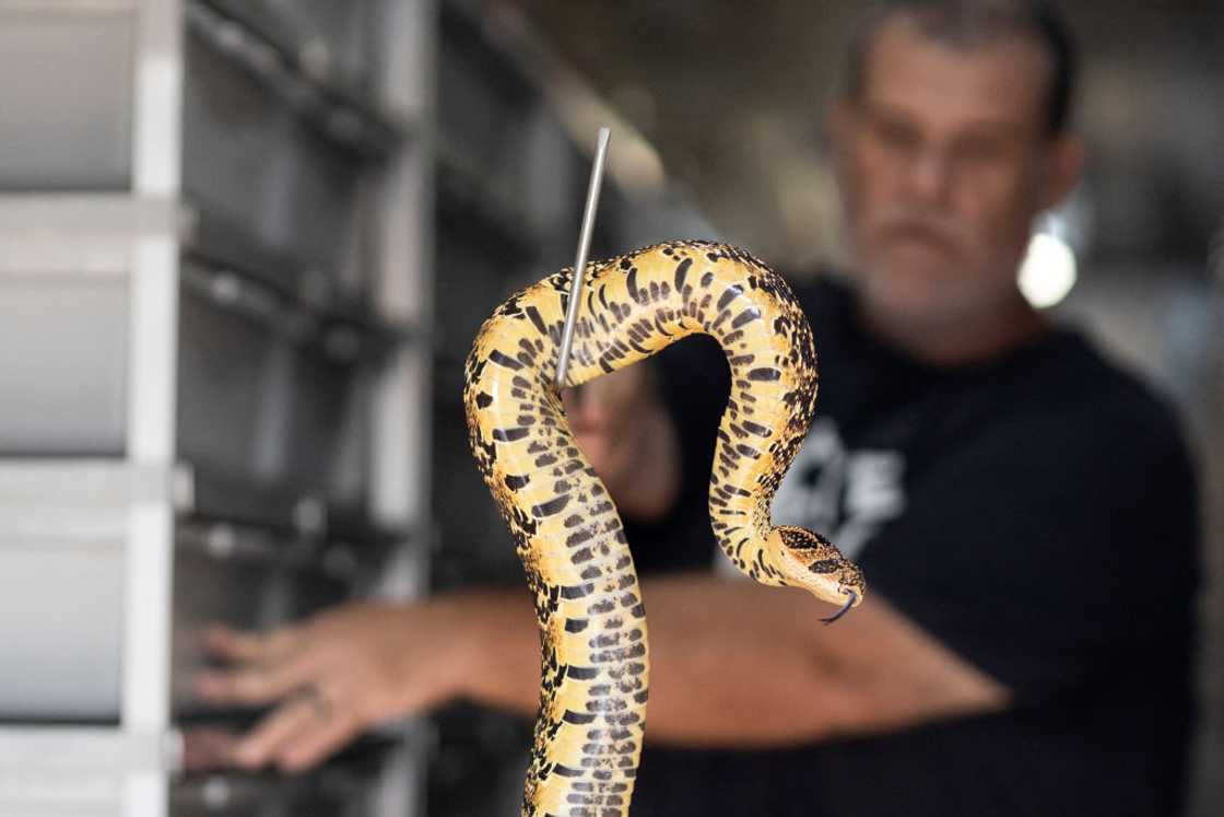 Man catches puff adder without snake-catcher's tools