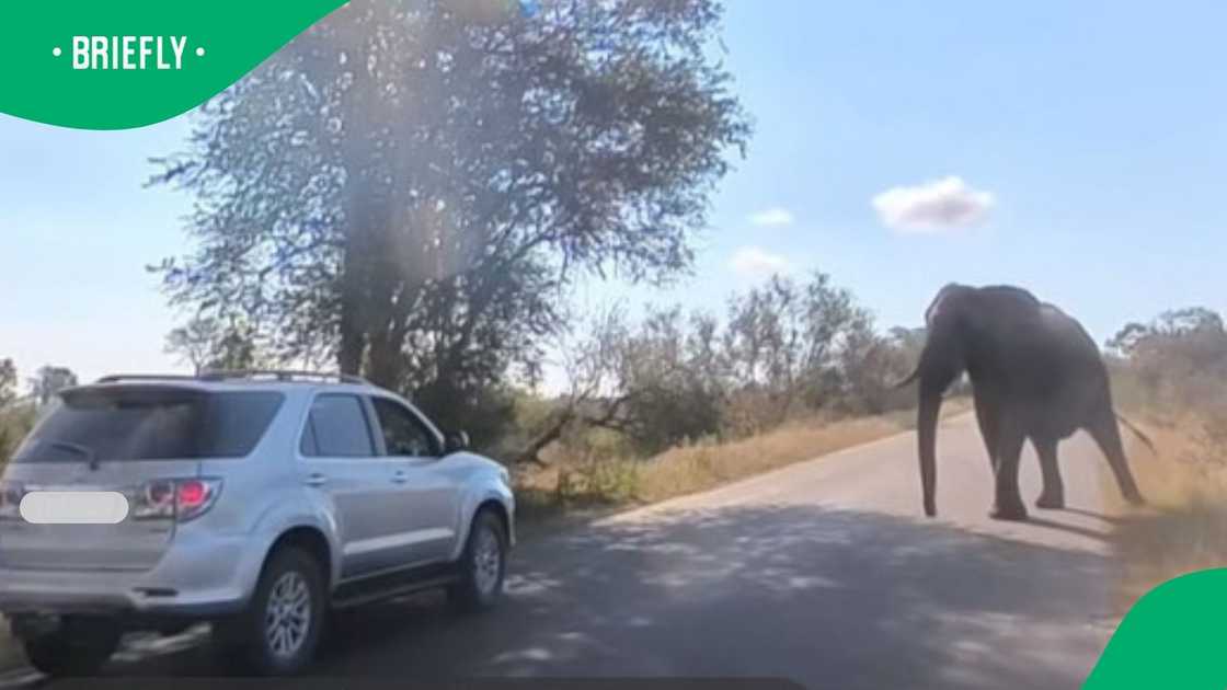 Kruger National Park visitor makes all the wrong moves near elephant