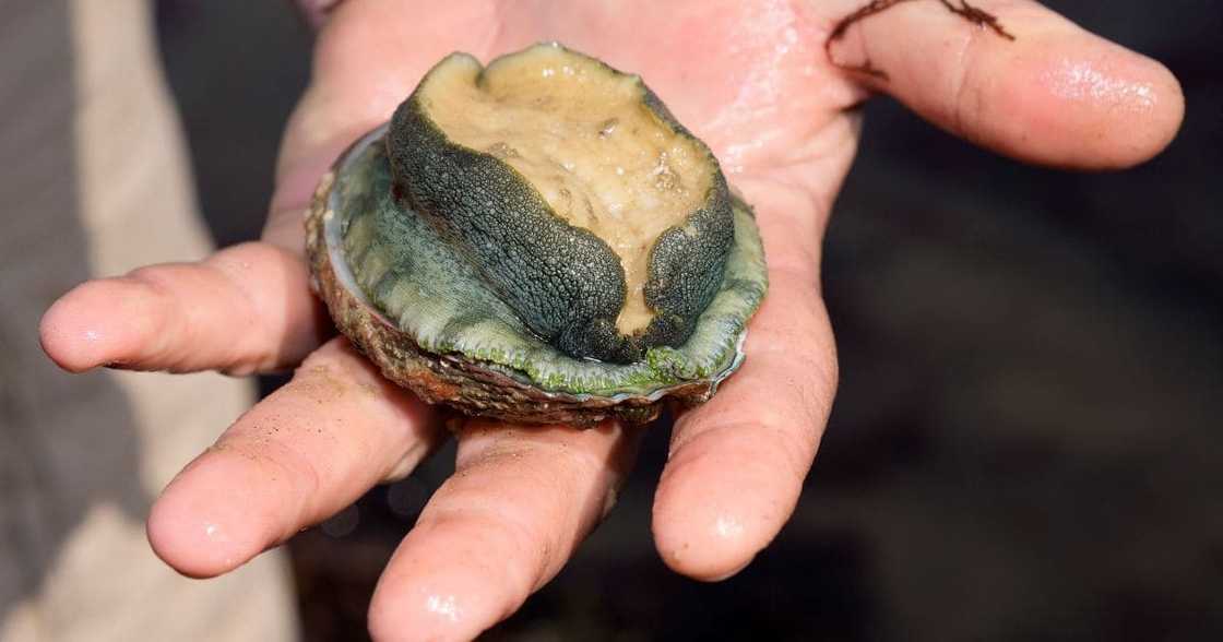 Abalone, South Africa, illegal trade, third bust, border post Abalone, South Africa, illegal trade, third bust, border post