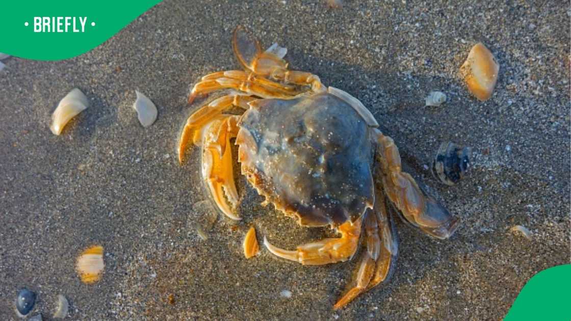 A video shows lifeless sea creatures washed up on the coastline. A video shows lifeless sea creatures washed up on the coastline.