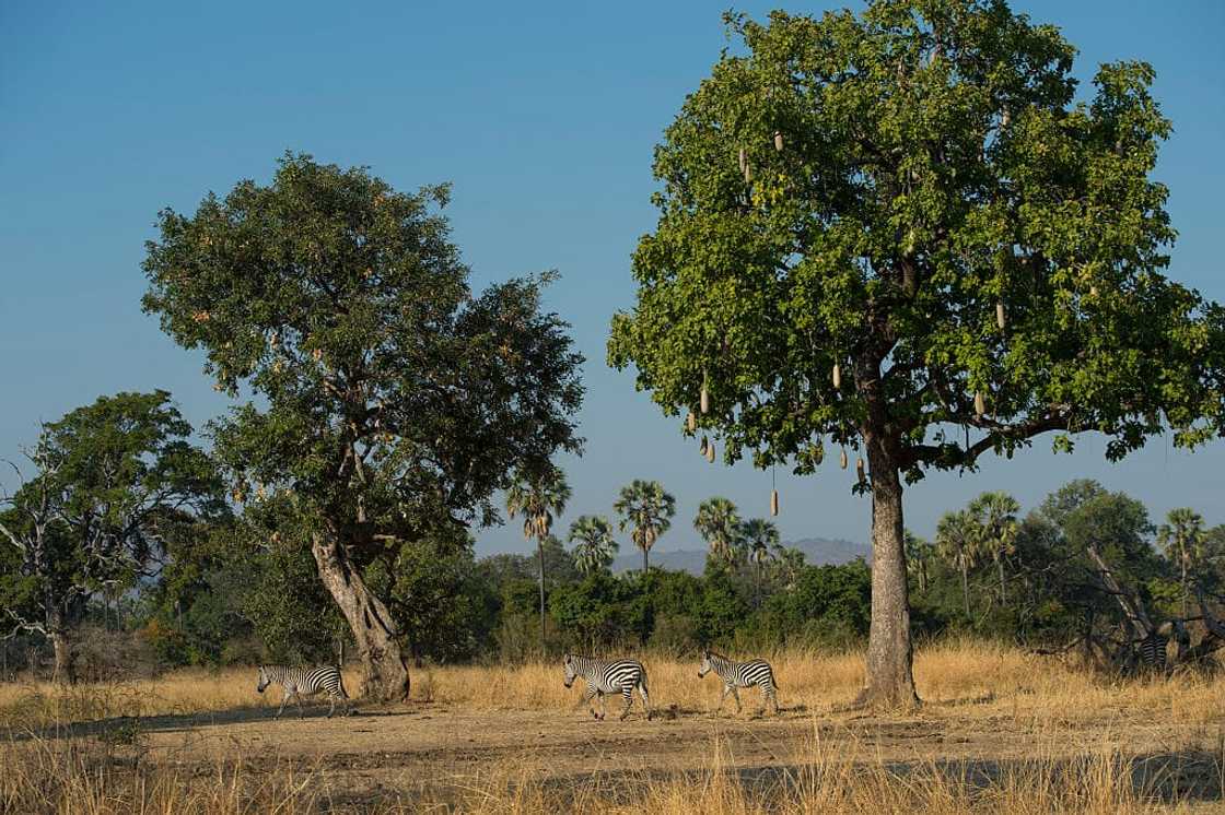 Indigenous South African plants