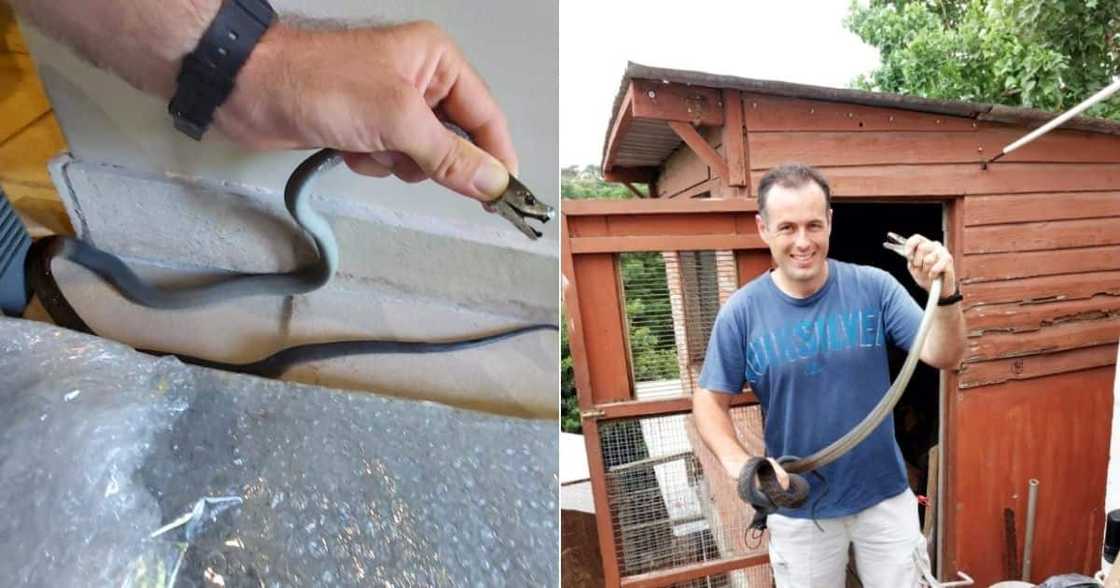 snake, wooden, black, mamba, nick, Evans, Durban, Westville, poison, bite snake, wooden, black, mamba, nick, Evans, Durban, Westville, poison, bite