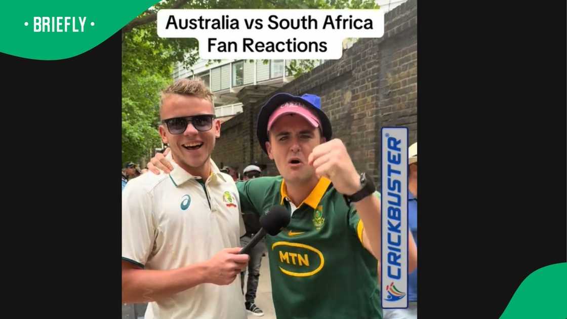 Protea fans. Protea fans.