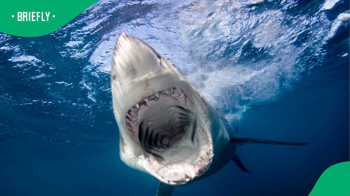 Killer shark leaves authorities stumped after rare hunt fails
