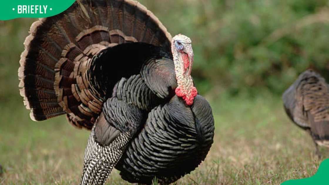 Wild Turkey in courtship display Wild Turkey in courtship display