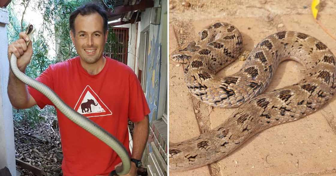 Conservationist Nick Evans saw three puff adders at the same business premise. Conservationist Nick Evans saw three puff adders at the same business premise.