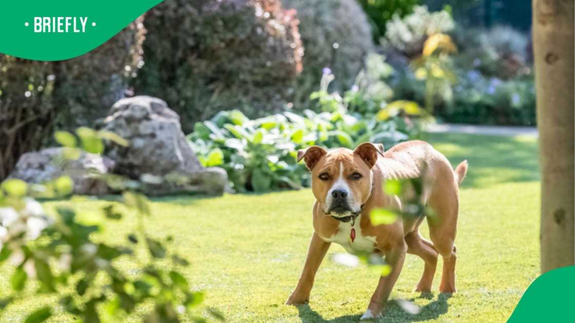 The community stepped up to help The Pitt Bull Sanctuary, which was facing a flood crisis in Benoni. The community stepped up to help The Pitt Bull Sanctuary, which was facing a flood crisis in Benoni.