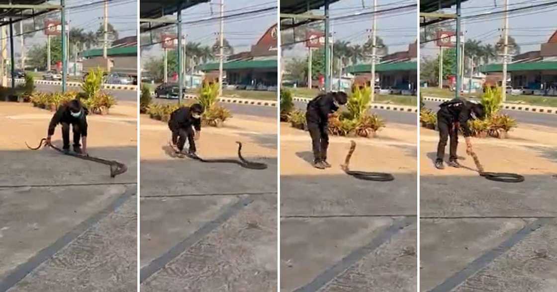 Video, Man, Grabbing Cobra, 9M Views Video, Man, Grabbing Cobra, 9M Views