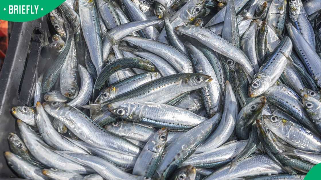 sardine