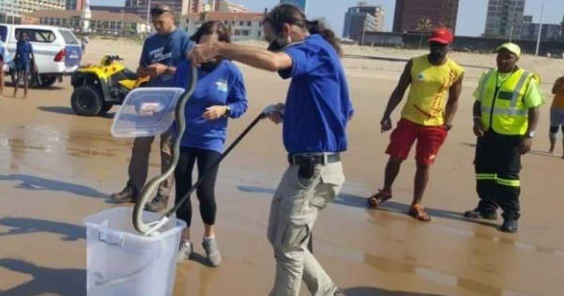 Video shows massive black mamba taking a swim at Durban beach