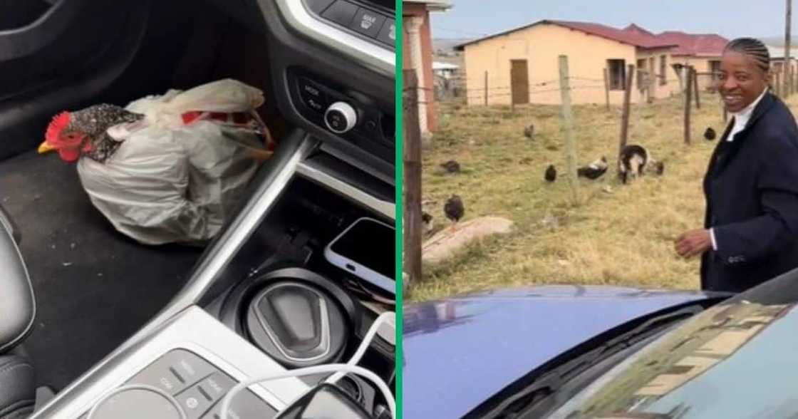 TikTok video of dentist getting live chicken as gift for giving a colleague a lift TikTok video of dentist getting live chicken as gift for giving a colleague a lift