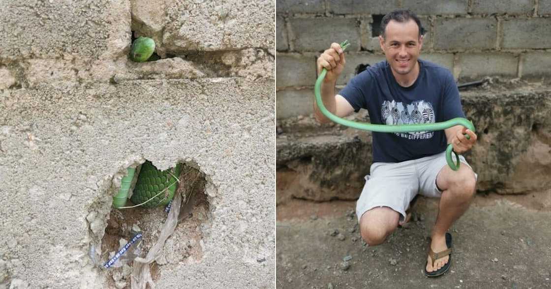 Nick Evans, Wows Mzansi, Once Again, Rescues, Green Mamba, Hiding in Hole, Durban Nick Evans, Wows Mzansi, Once Again, Rescues, Green Mamba, Hiding in Hole, Durban