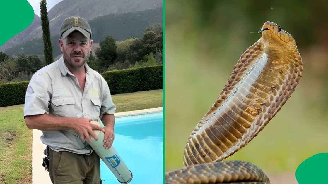 A snake catcher caught a Cape cobra. A snake catcher caught a Cape cobra.