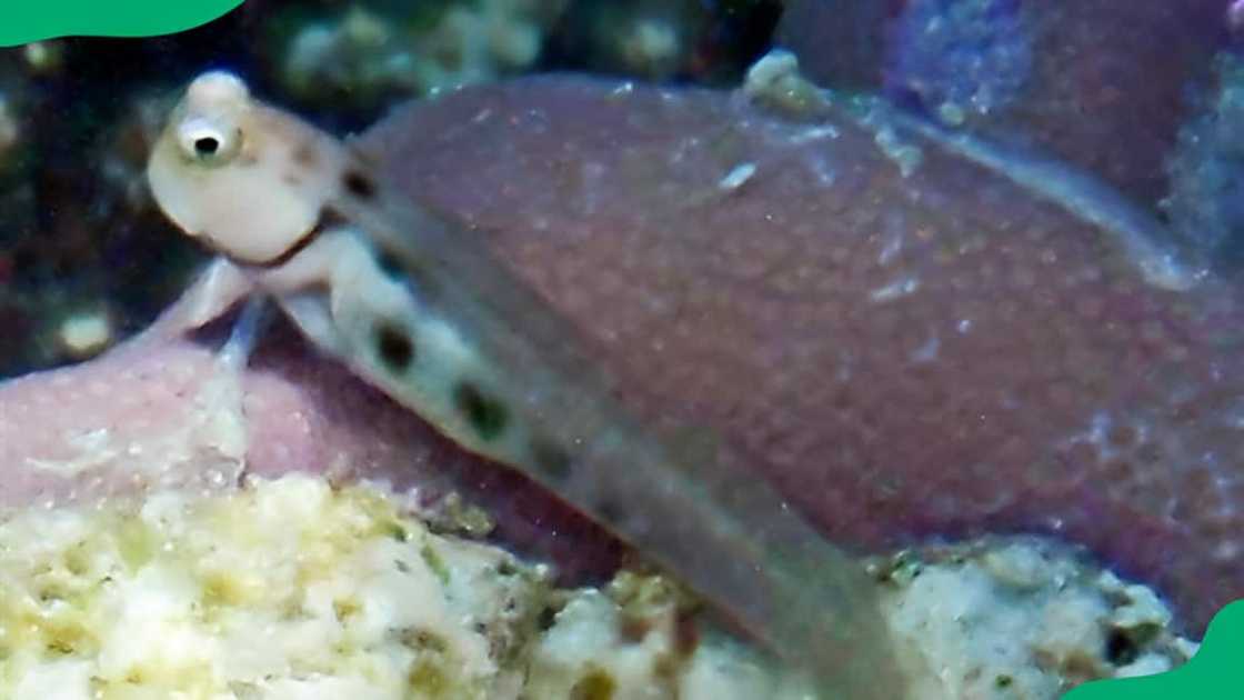 Nalolo blenny fish in a river