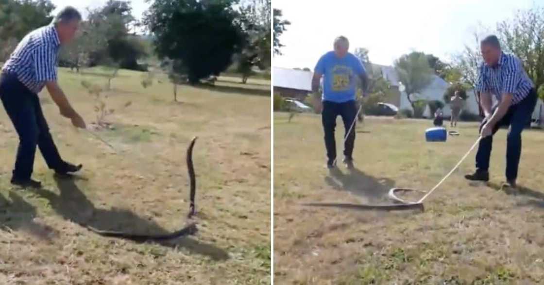 Reptile Expert Mike Perry Handles Fast Black Mamba for Its Deadly Venom in Viral TikTok Video