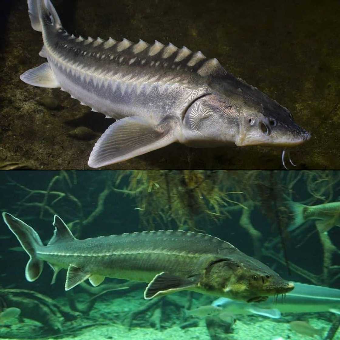 What are the top ten the rarest fish? What are the top ten the rarest fish?