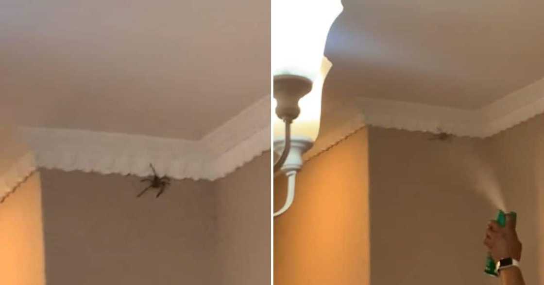 A family tries to kill a giant spider with doom. A family tries to kill a giant spider with doom.