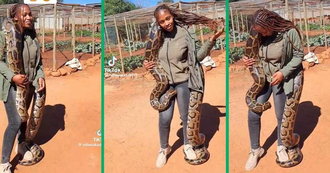 A TikTok video of a woman posing with a snake