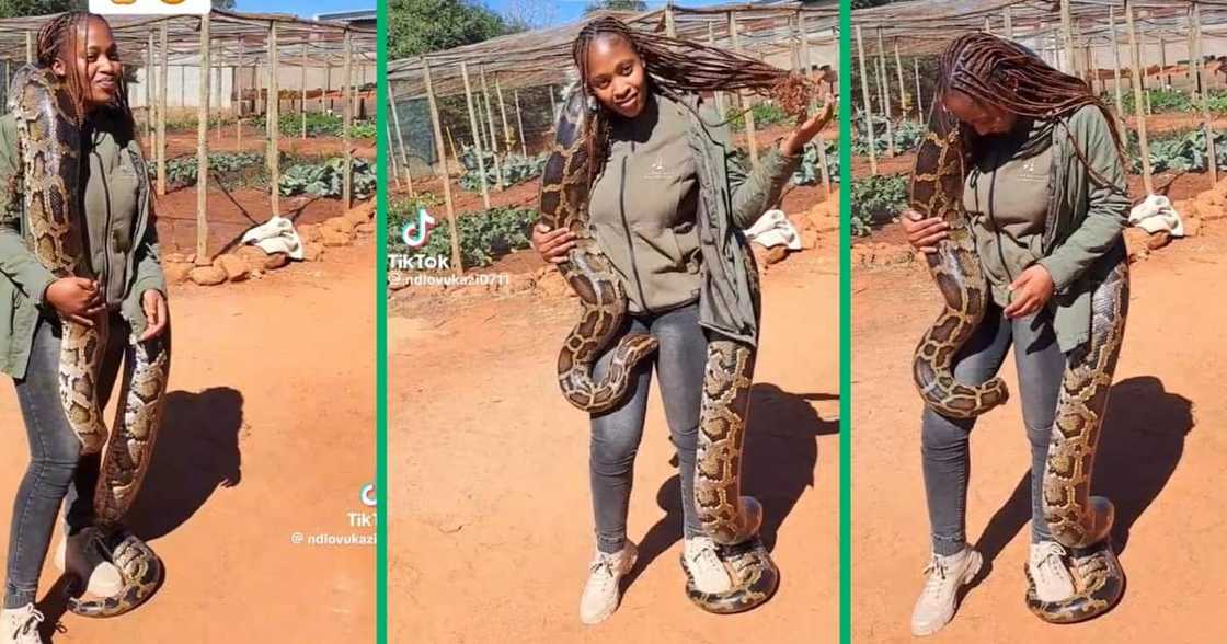 A TikTok video of a woman posing with a snake A TikTok video of a woman posing with a snake