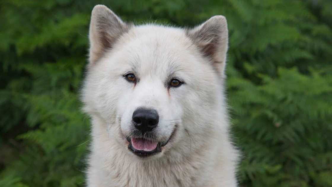 Costly dog breeds Costly dog breeds