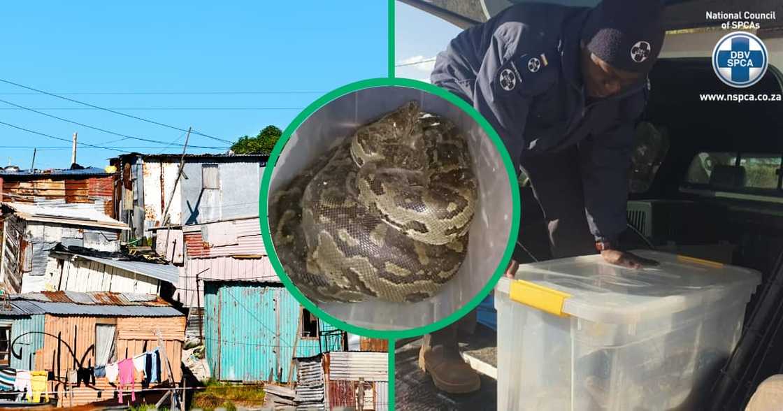 Endangered Southern African python recused by the NSPCSA Endangered Southern African python recused by the NSPCSA