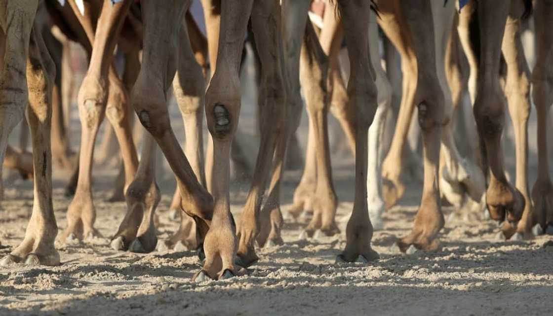 'The only sport for me is racing, and when I'm by my camel I feel like the whole world is mine,' says one fan