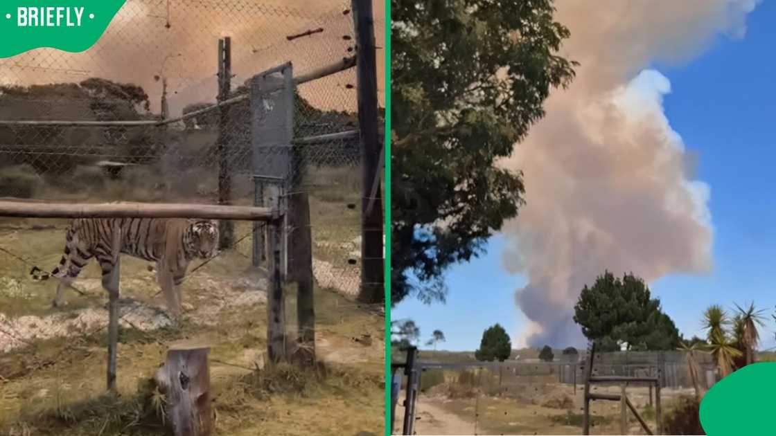 A wildfire affected a big cat sanctuary.