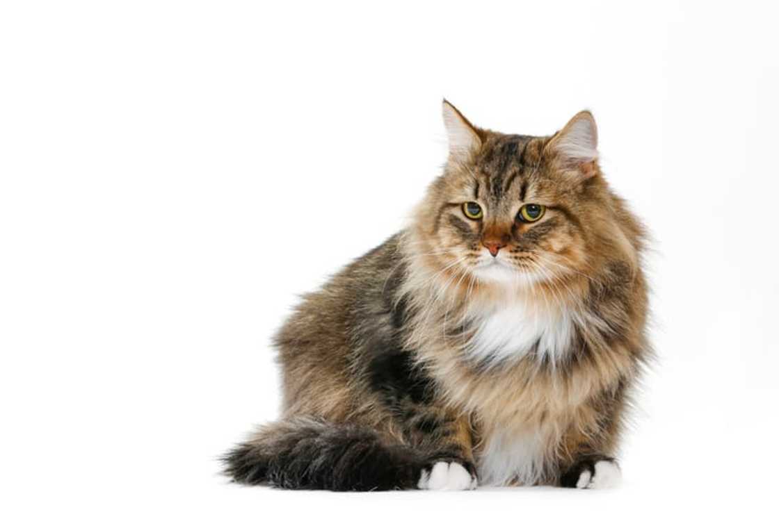 A Siberian forest cat on a white background A Siberian forest cat on a white background