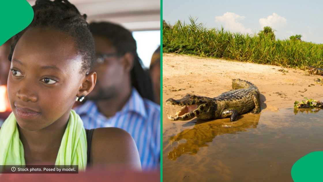 A group of taxi passengers were terrified as they passed through the Crocodile River.