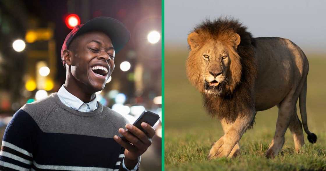 A TikTok video of lions in a wildlife sanctuary went viral for showing a male lion with an unusual flat mane A TikTok video of lions in a wildlife sanctuary went viral for showing a male lion with an unusual flat mane